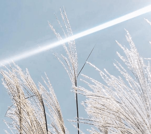 闺蜜网名昵称古风 良人已不在|旧梦已难